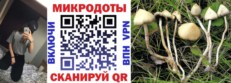 где можно купить наркотик  Чусовой  kraken рабочий сайт  Галлюциногенные грибы Psilocybe 